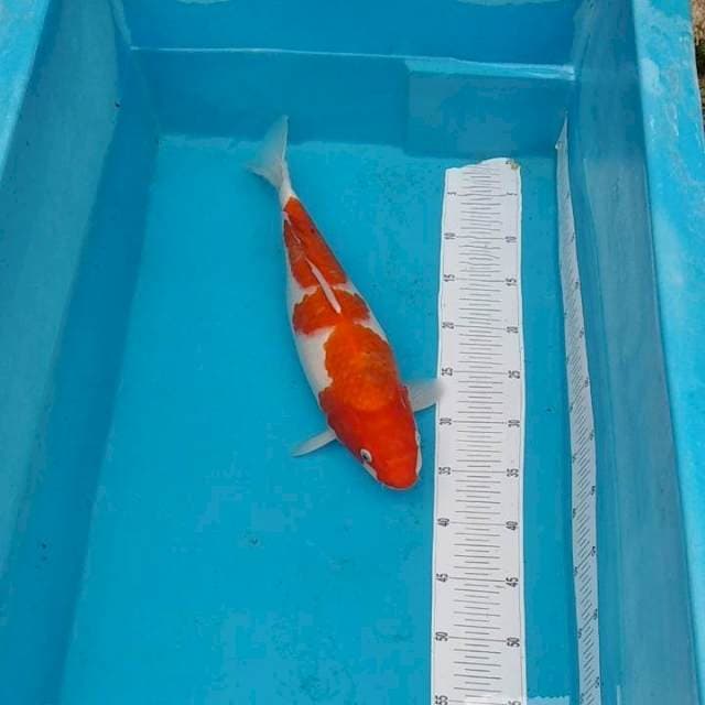 Kohaku punuk original 