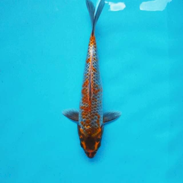 10. Kawari Medium || 32 cm
