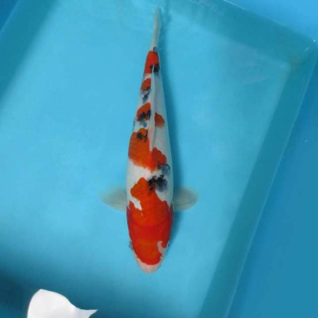 8. DAMARKOI ( SANKE 5 STEPS )