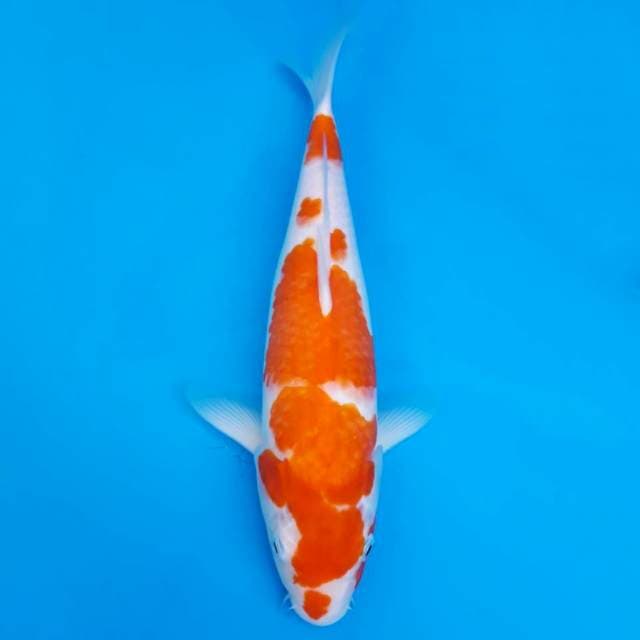 Kohaku