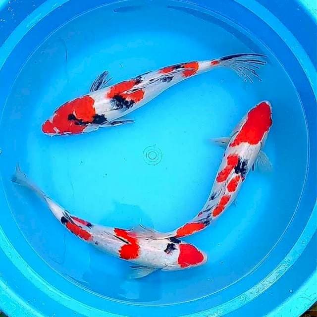 Sanke 35cm 3 ekor