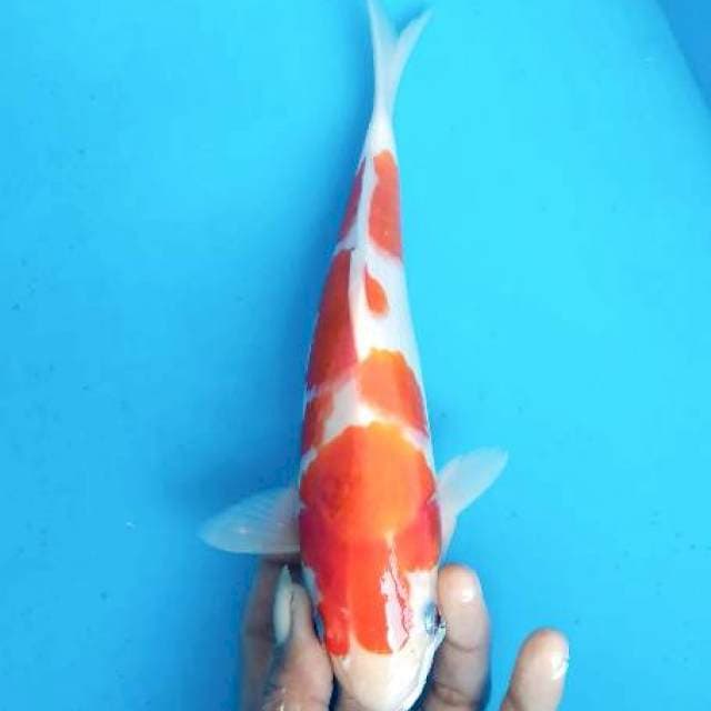 Maruten27