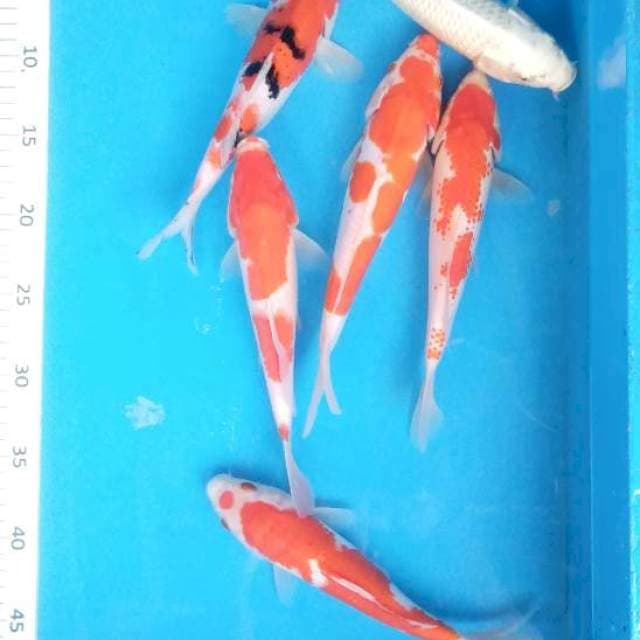 Paket Mix 6 ekor