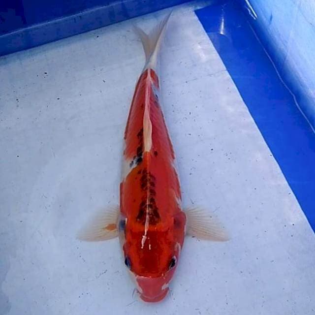 Kujaku orange pekat