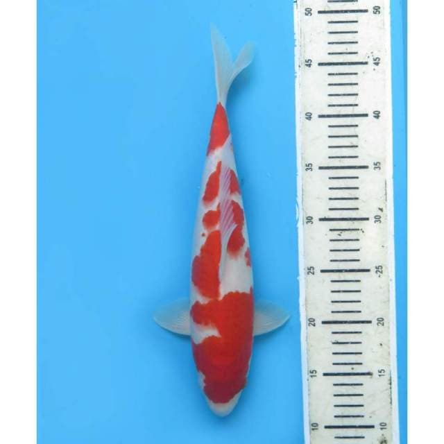 Kohaku Halus, Male - 35cm