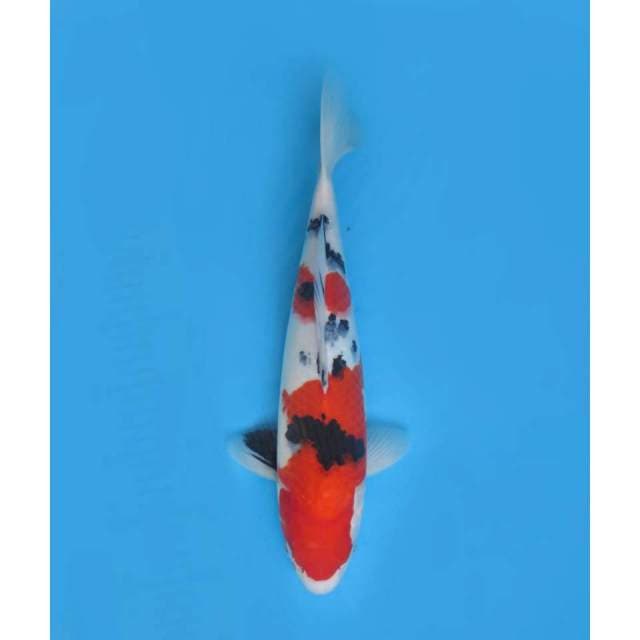 Sanke Good Body, Female - 39cm