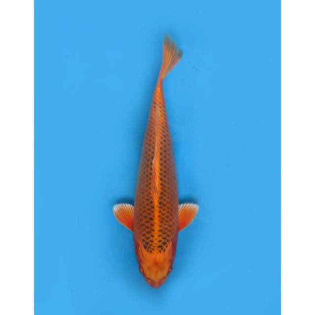 Gin Matsuba , Female - 37cm