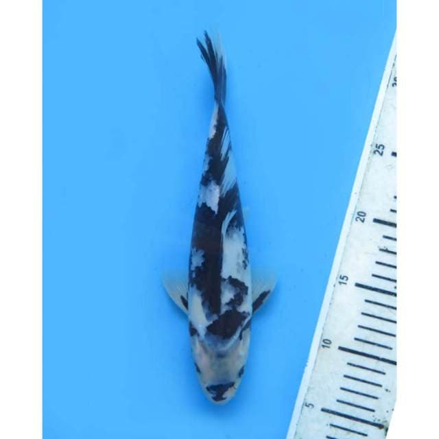 Shiro HQ , Male - 25cm