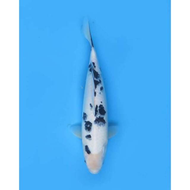 Bekko Koleksi , 38cm