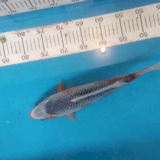 Asahi 34 cm