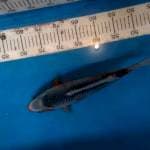 Asahi 34 cm 