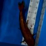 Chagoi bully 40cm