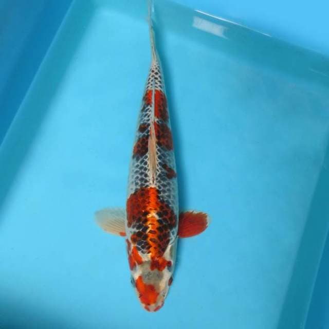 12. DAMARKOI ( KUJAKU )