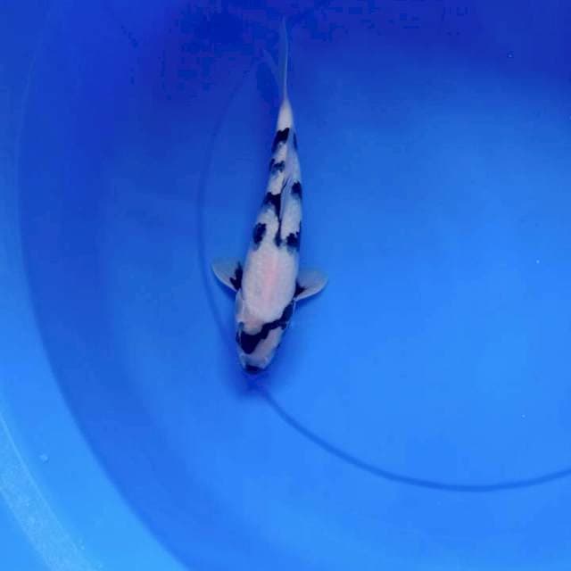 Shiro import omosako farm