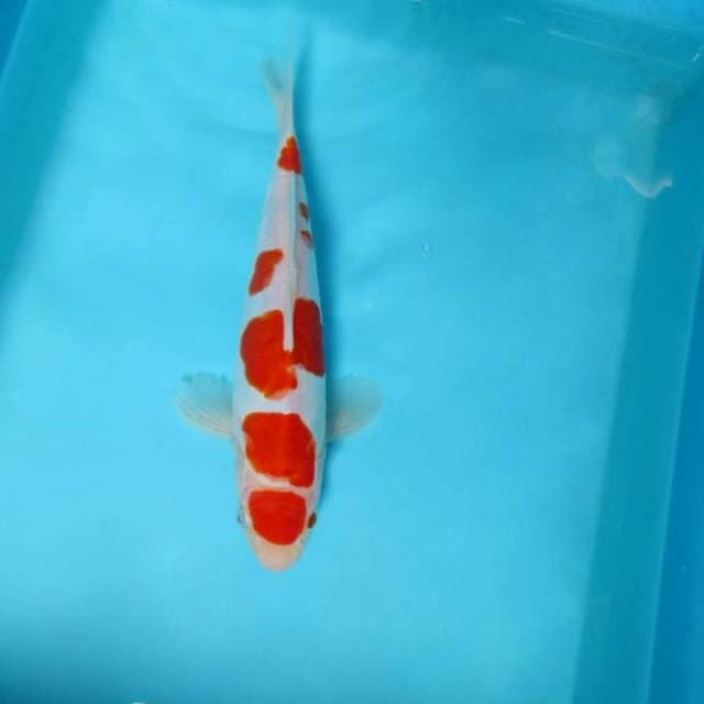 13. DAMARKOI ( MARUTEN KOHAKU DOITSU )