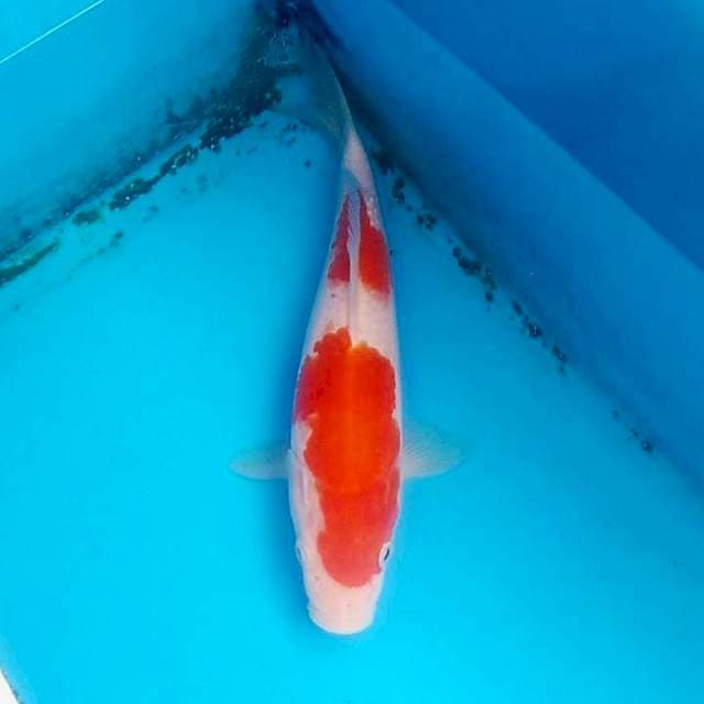 Nidan kohaku 23cm