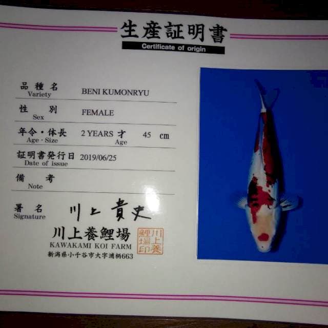 Beni Kumonryu (Kawakami) Female. Import dan Sertifikat