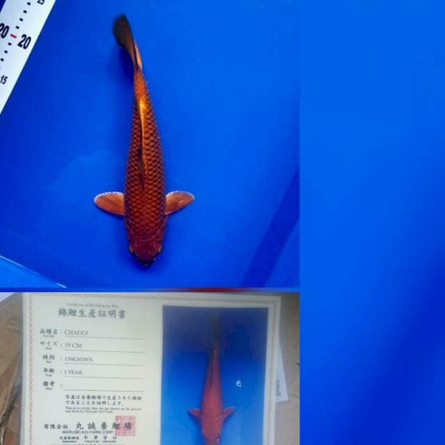  Chagoi import marusei