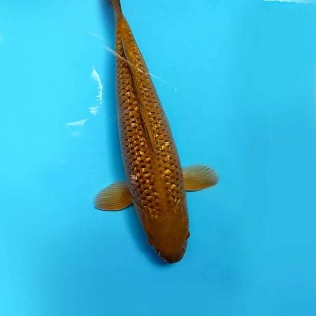 A. DAMARKOI ( CHAGOI TEMBAGA GIN RIN JUMBO )
