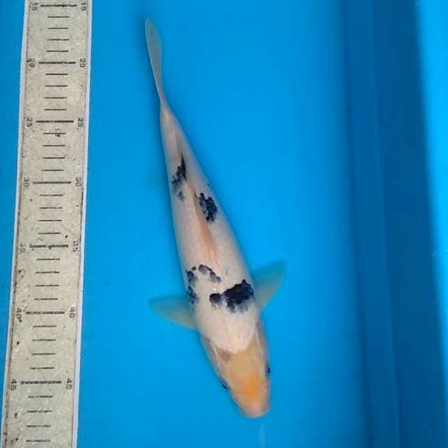Bekko 30cm