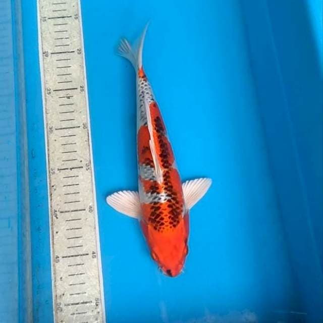 Kojaku betsih 31cm