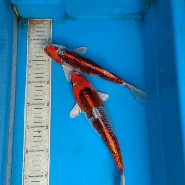 Kojaku 2ek 26,29cm