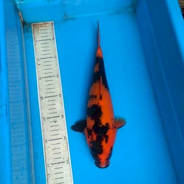 Utsuri 33cm