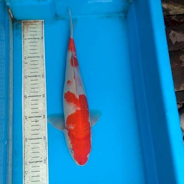 Kohaku anakan showa 36cm