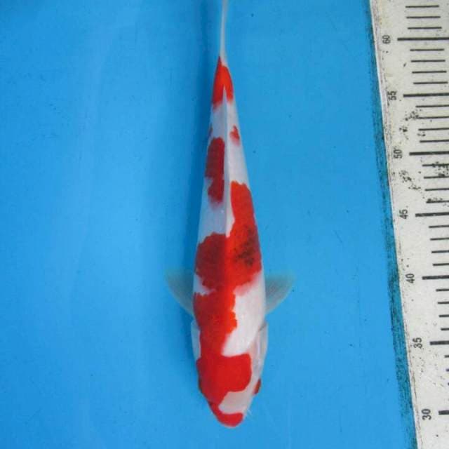 Subaki32cm