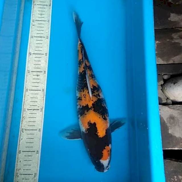 Showa 40cm