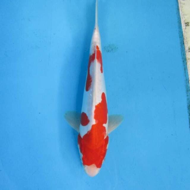 Subaki28cm