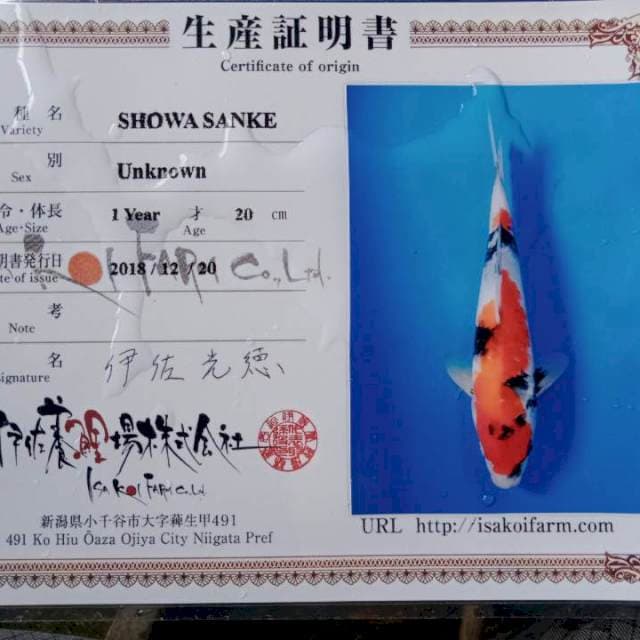 Showa isa male 29cm