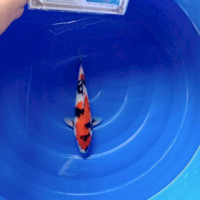 Showa isa male 29cm