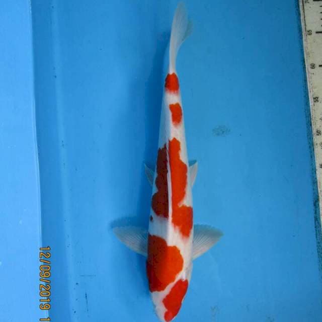 Subaki45bu