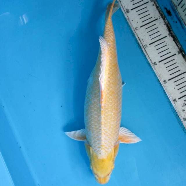 Botan45cm