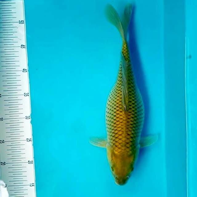 iv. Midori Gendong Telor || 40 cm