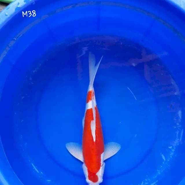 Kohaku doitsu