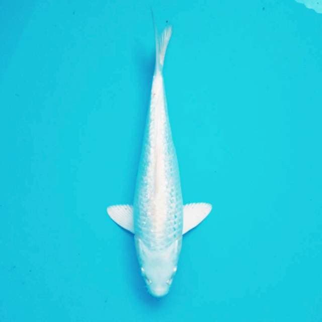 ix. Platinum Ginrin || 29 cm
