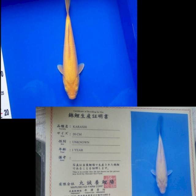 Karashi import marusei