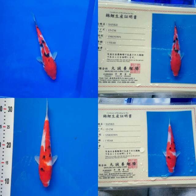 2 ekor SANKE import marusei