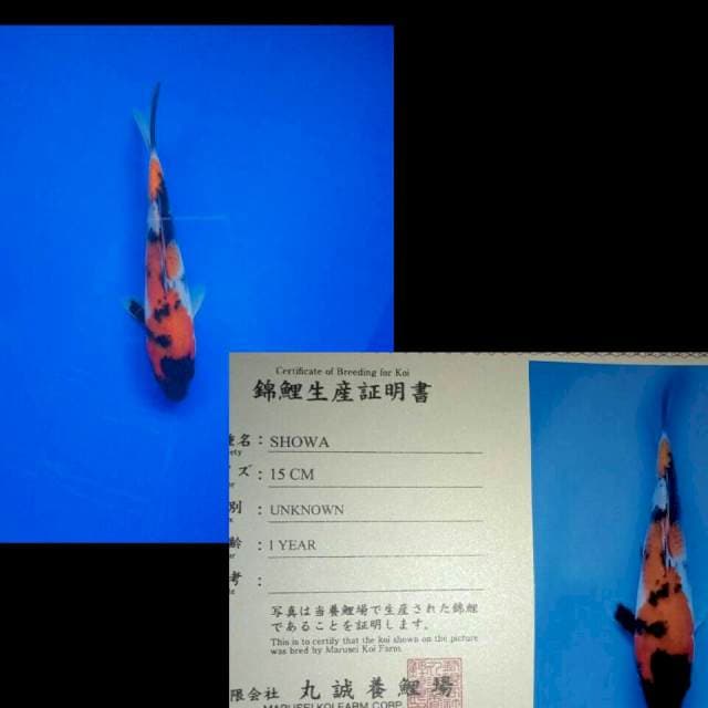 Showa import marusei 