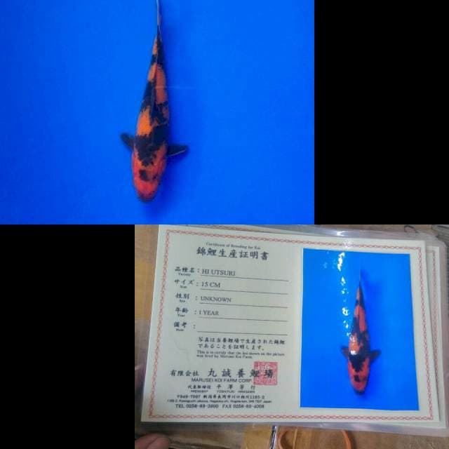 Hi utsuri import marusei