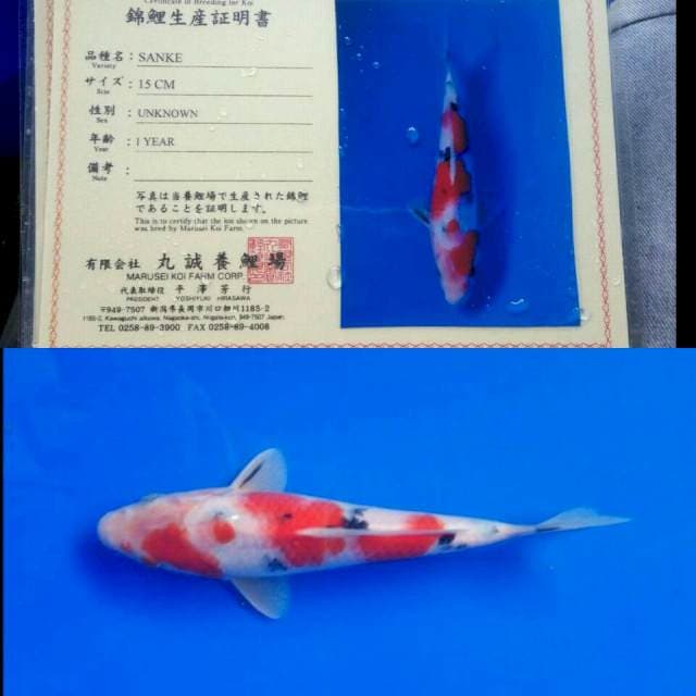 Sanke import marusei
