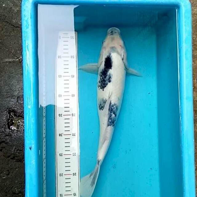 Siro Tategoi 42cm