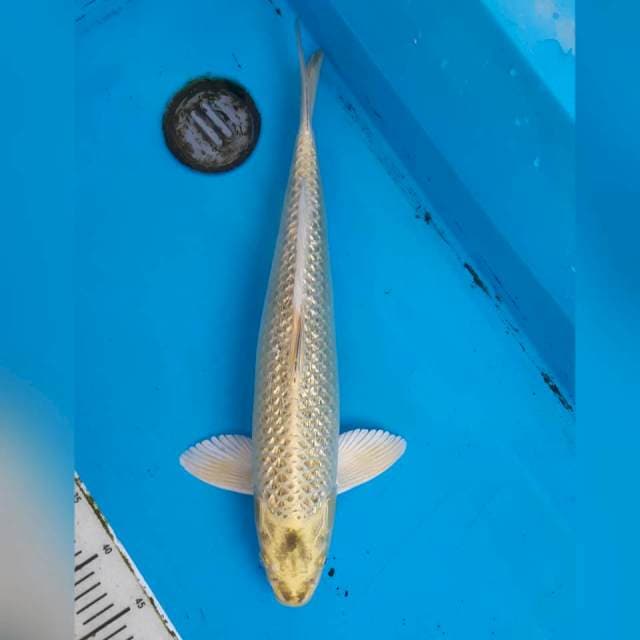 Yellow mukashi ginrin 47cm male