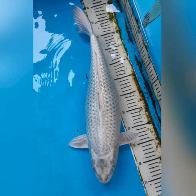 Silver mukashi ginrin 49cm