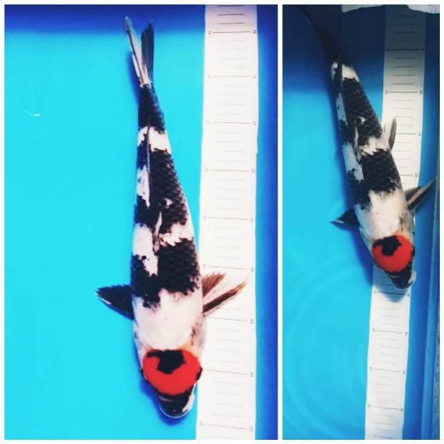 40cm BU jumbo tancho showa bulat..manteeb⭐⭐⭐⭐