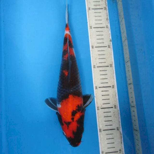 Sansoku35cm