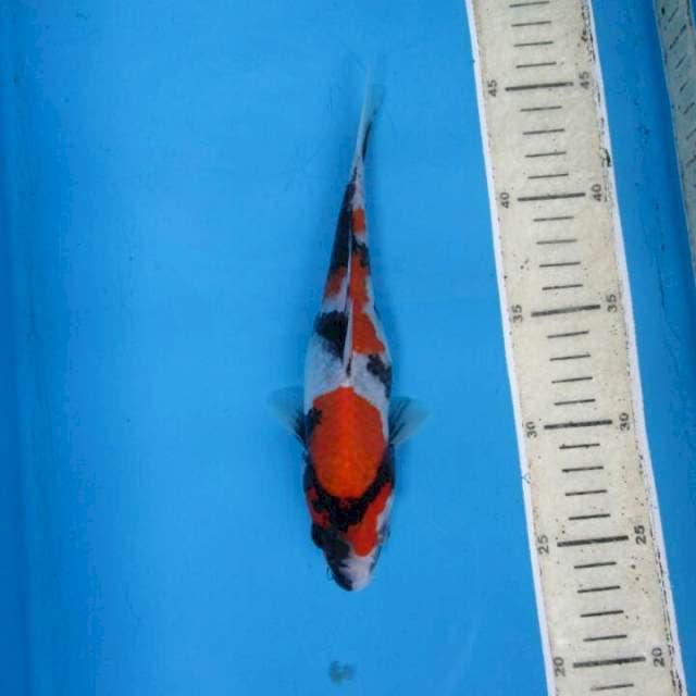 Sansoku22cm