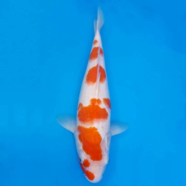 Kohaku